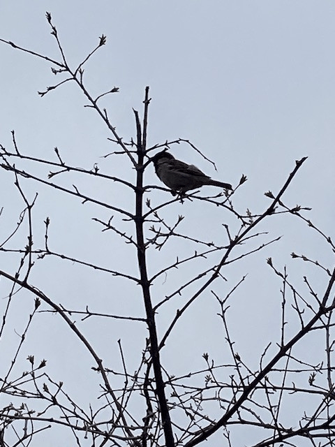 A bird silhouetted against a pale blue morning sky in spring.  