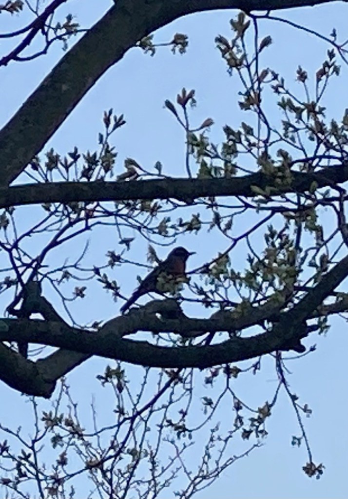 A photograph of a small bird sitting on a tree branch in the midst of blossoms. 