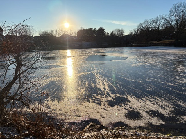 A frozen pond with sunlight gleaming on the ice.  