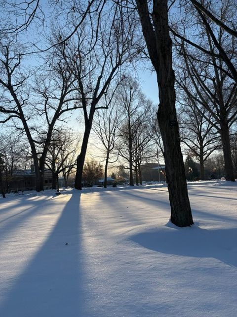 Trees casting long shadows over a recent snowfall. 