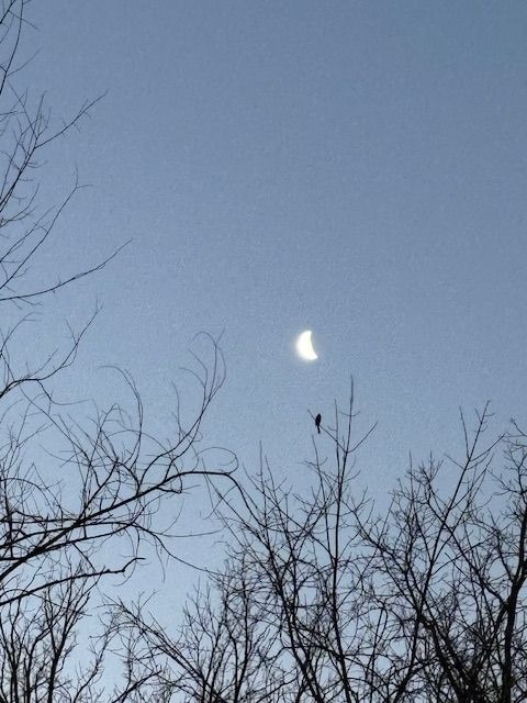 A small bird sits in a tree at dawn.  The moon is still visible against a deep blue sky.  