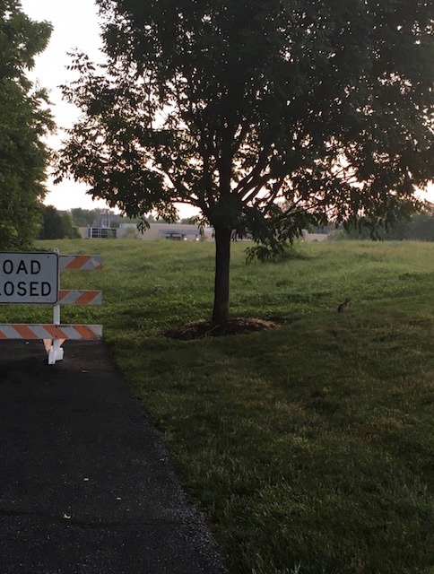 A walking path ends to the left of a tree, with a ROAD CLOSED sign clearly evident.  